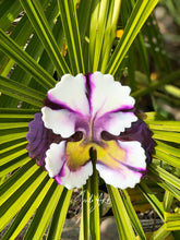 Load image into Gallery viewer, 6 inch 3D Pansy flower set Silicone Mold for Resin