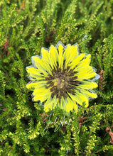 Load image into Gallery viewer, 5.25 inch Sunflower Silicone Mold for Resin casting